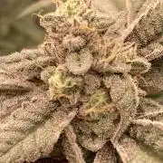 Black Rainbow (LIT Farms)