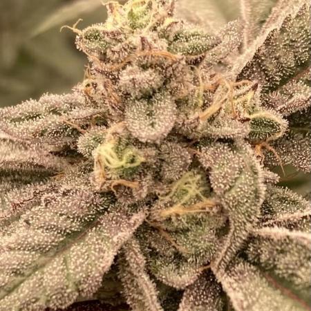Black Rainbow (LIT Farms)