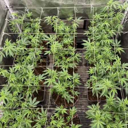 Motor OG #3 Clones (LIT Farms)