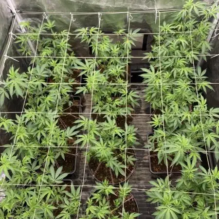 Motor OG #3 Clones (LIT Farms)