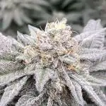 MotorOG#2 Purple/Black Pheno (LIT Farms)