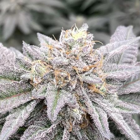 MotorOG#2 Purple/Black Pheno (LIT Farms)