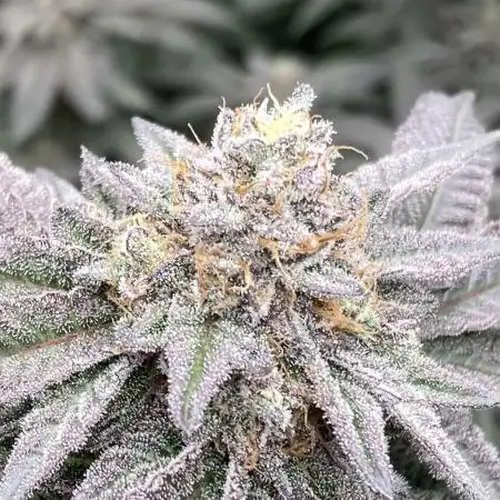 MotorOG#2 Purple/Black Pheno (LIT Farms)