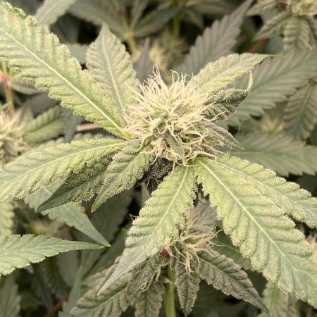 Motor OG #3 Clones (LIT Farms)