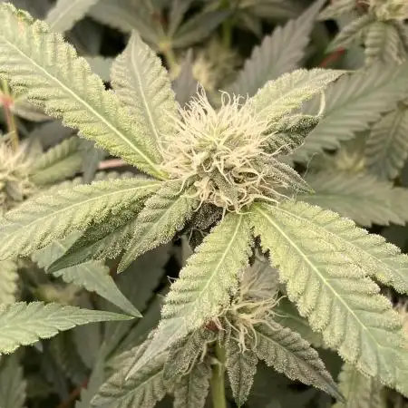 Motor OG #3 Clones (LIT Farms)