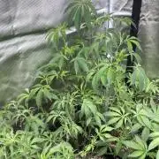 Windu (Wizard Trees)