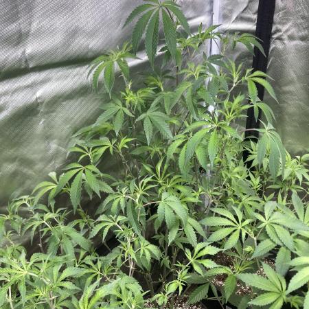 Windu (Wizard Trees)
