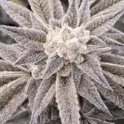 Pink Runtz x Hollywood (Cookies)