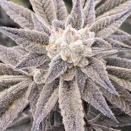 Pink Runtz x Hollywood (Cookies)