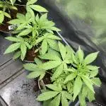 Rainbow Gelato (Wizard Trees)