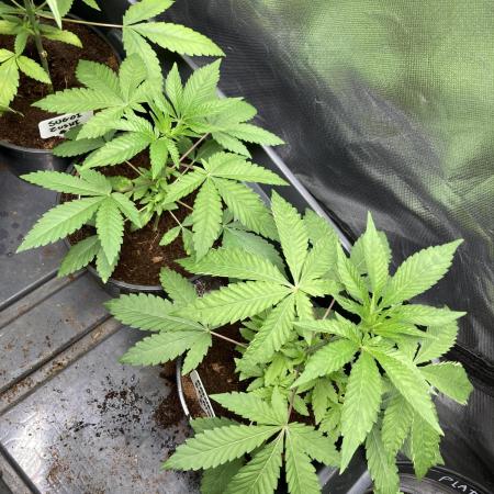 Rainbow Gelato (Wizard Trees)