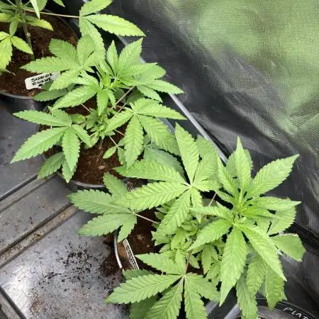 Rainbow Gelato (Wizard Trees)