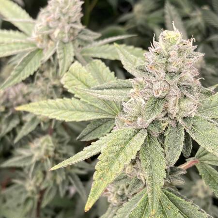 Apples & Bananas x Zoda (Umami Seed Co)