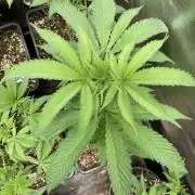Atomic Jelly (In House Genetics)