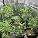 Colorado Nightshifter (Relentless)