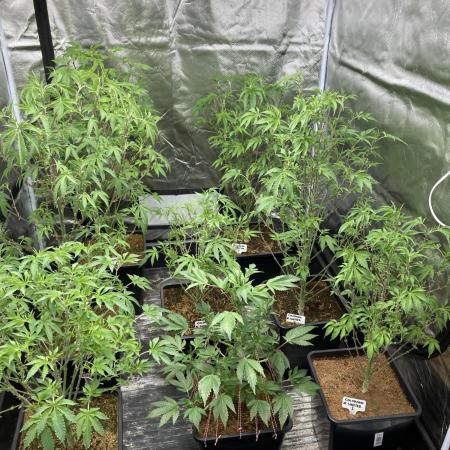 Colorado Nightshifter (Relentless)