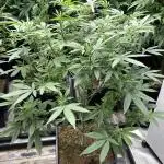 Glazed Pastries#3 (In House Genetics)