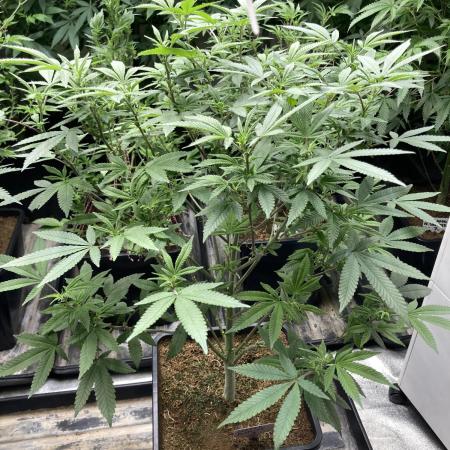 Glazed Pastries#3 (In House Genetics)