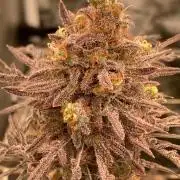 Frosty’s Purple Freak (Khalifa)