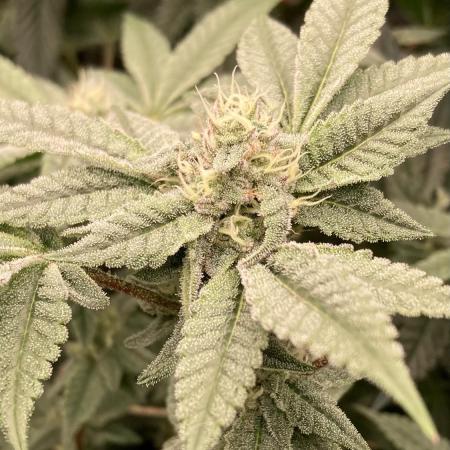 Black Rainbow (LIT Farms)