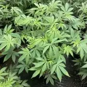 Jelly Breath S1 (In House Genetics)