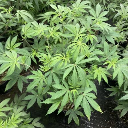Jelly Breath S1 (In House Genetics)