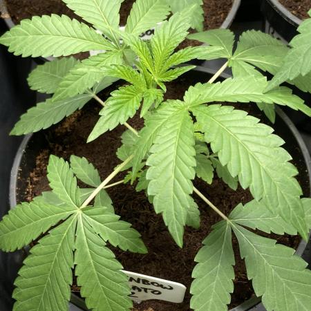 Rainbow Gelato (Wizard Trees)