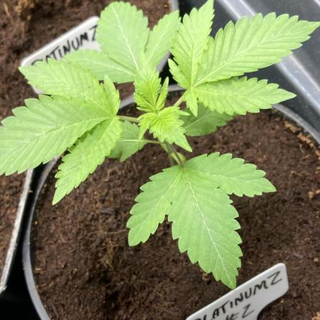 PlatinumZ (In House Genetics)