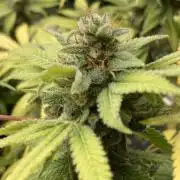 Strawberry Ak (Serious Seeds)