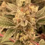 Jelly Breath S1 (In House Genetics)