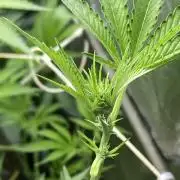 Pineapple Mojito S1