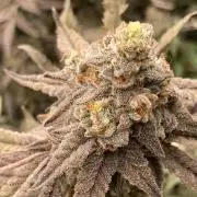 Zoy Sauce Clones (My Cut)