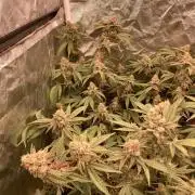 GasQuake (In House Genetics)
