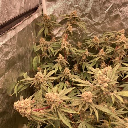 GasQuake (In House Genetics)