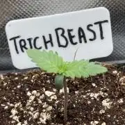 Trich Beast (Solfire Gardens)