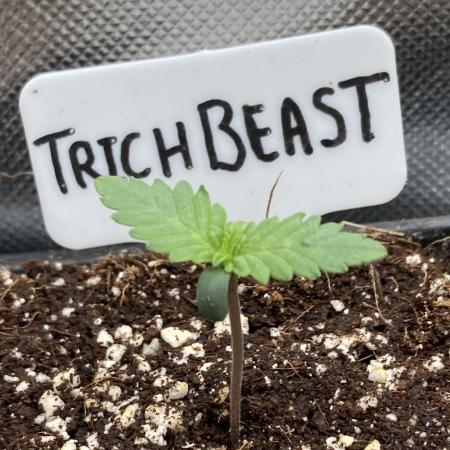 Trich Beast (Solfire Gardens)