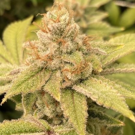 PLATINUMZ#2&3 Clones (In House Genetics)