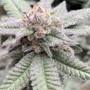 Glazed Pastries#3 (In House Genetics)