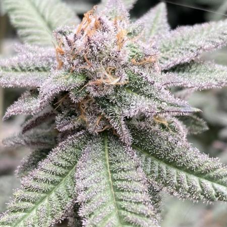 Glazed Pastries#3 (In House Genetics)