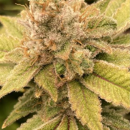 PLATINUMZ#2 (In House Genetics)