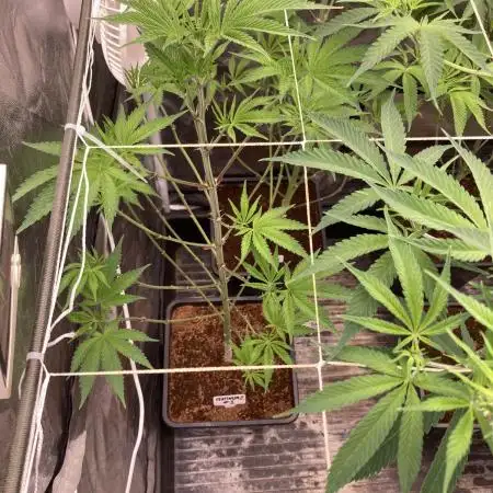 PlatinumZ (In House Genetics)