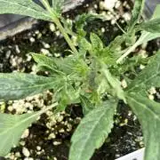 Black Rainbow (LIT Farms)