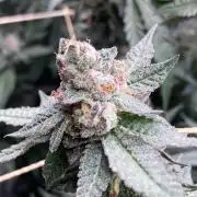 Do-lato V2 (In House Genetics)