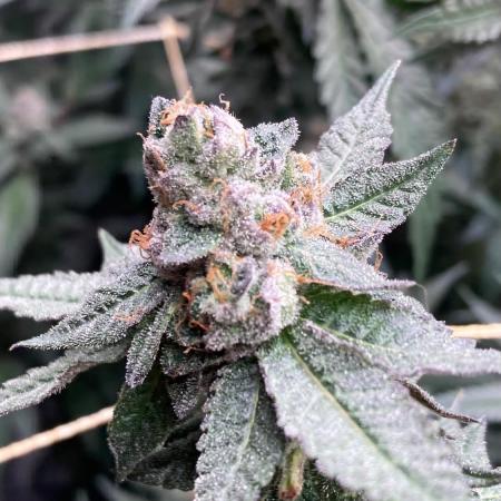 Do-lato V2 (In House Genetics)