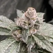 Chrome Dome Clone (Compound Genetics)