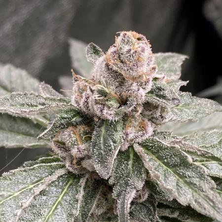 Chrome Dome Clone (Compound Genetics)