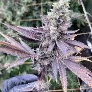 Pineapple Mojito S1