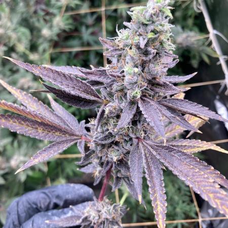 Pineapple Mojito S1