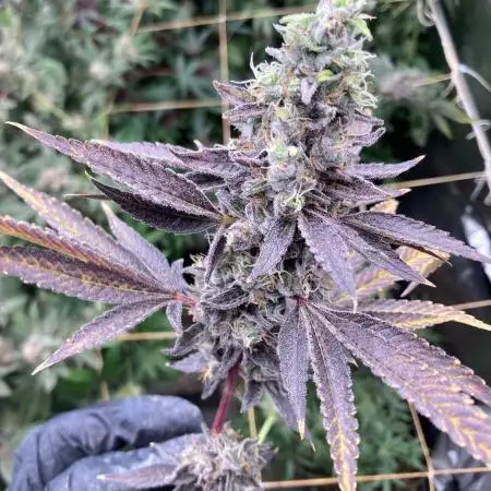 Pineapple Mojito S1