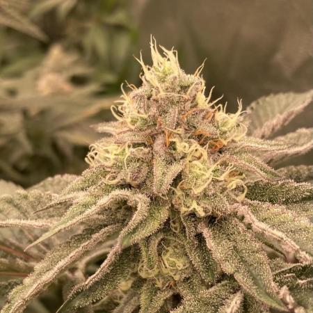 Rainbow Gelato (Wizard Trees)